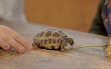 Dierenkriebels_SE3AFL02