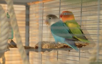 Dierenkriebels_SE3AFL06