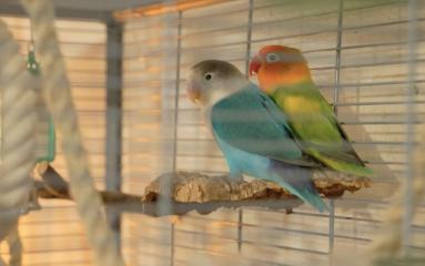 Dierenkriebels_SE3AFL06